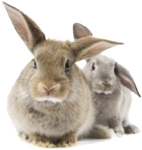 konijnen